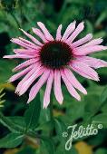 Echinacea Primadonna Deep Pink